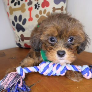 Yippee Shihpoo 01 Yippee Shihpoo 01