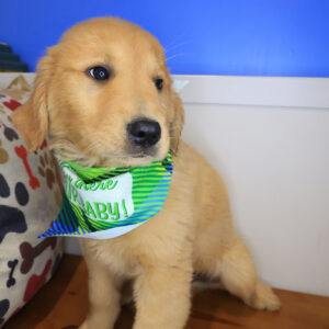 Zany Golden Retriever 01 Zany Golden Retriever 01