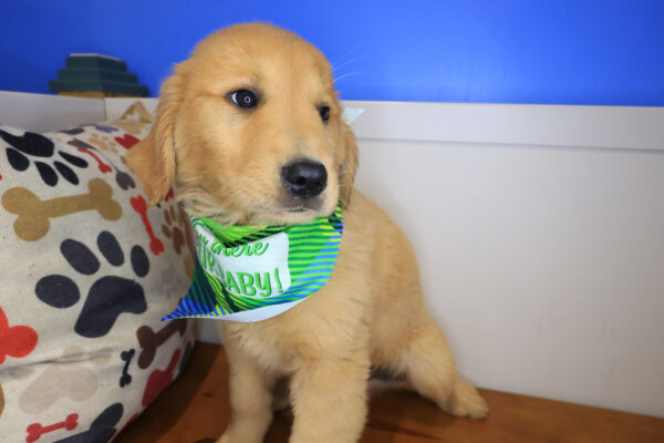 Zany Golden Retriever 01