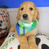 Zany Golden Retriever 02