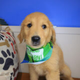 Zany Golden Retriever 03