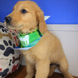 Zany Golden Retriever 04