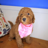 Zar Goldendoodle 01