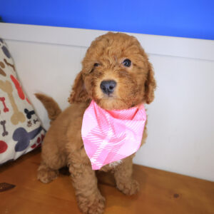 Zar Goldendoodle 01 Zar Goldendoodle 01