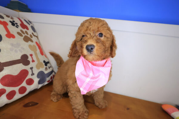 Zar Goldendoodle 01