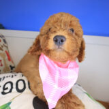 Zar Goldendoodle 03