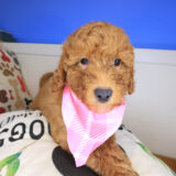 Zar Goldendoodle 04