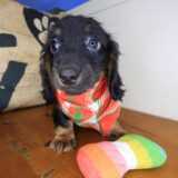 Zeke Dachshund 01