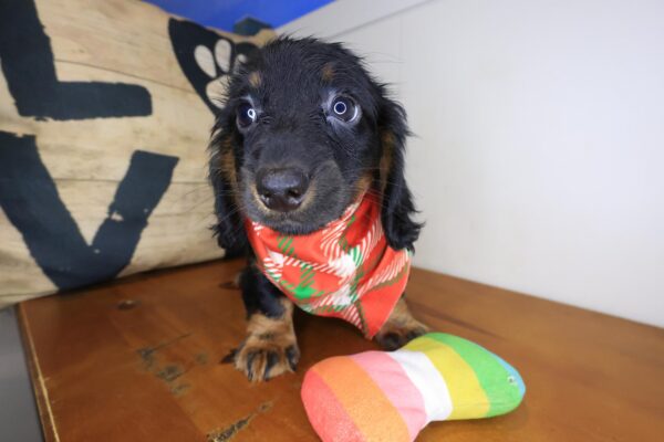 Zeke Dachshund 01