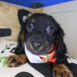 Zeke Dachshund 02