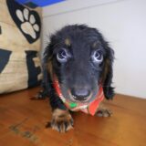 Zeke Dachshund 03