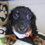 Zeke Dachshund 04