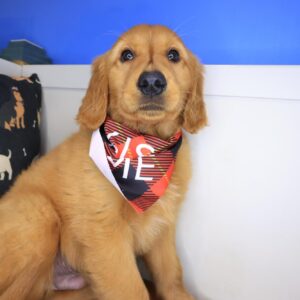 Zim Golden Retriever 01 Zim Golden Retriever 01