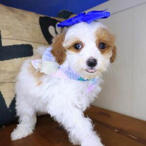 Zin Poodle 01 Zin Poodle 01