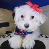 Zoey Shihpoo 01
