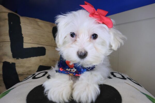 Zoey Shihpoo 01