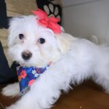 Zoey Shihpoo 02