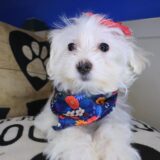 Zoey Shihpoo 03
