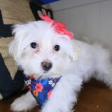 Zoey Shihpoo 04