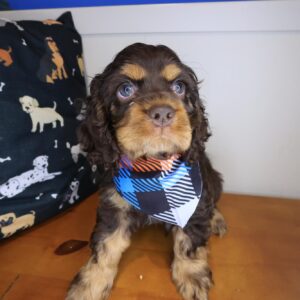 Ace Cocker Spaniel 01 Ace Cocker Spaniel 01