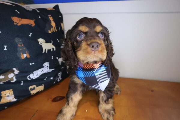 Ace Cocker Spaniel 01