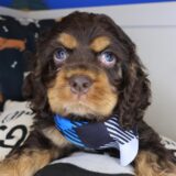 Ace Cocker Spaniel 02