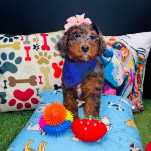 Achelii Poodle 01 Achelii Poodle 01