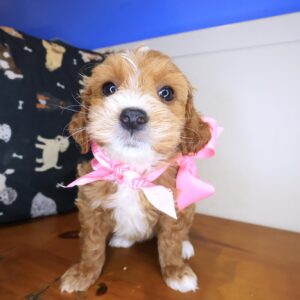 Acorn Goldendoodle 01 Acorn Goldendoodle 01