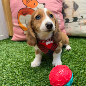 Ada Dachshund 01 Ada Dachshund 01