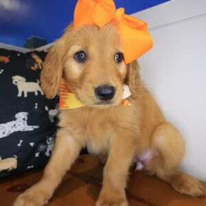 Adelina Golden Retriever 01 Adelina Golden Retriever 01