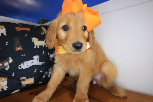 Adelina Golden Retriever 01