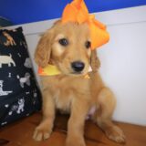 Adelina Golden Retriever 02