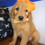 Adelina Golden Retriever 03