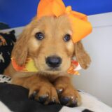 Adelina Golden Retriever 04