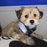 Admiral Morkie 01