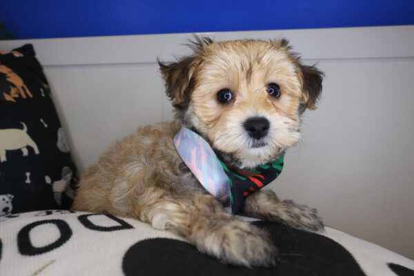 Admiral Morkie 01