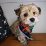 Admiral Morkie 02