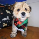 Admiral Morkie 03