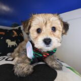 Admiral Morkie 04