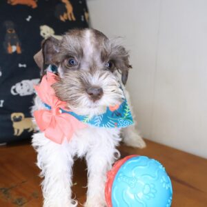 Aimée Schnauzer 01 Aimée Schnauzer 01