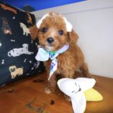 Airana Cavapoo 01