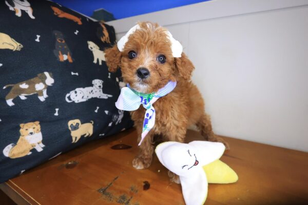 Airana Cavapoo 01