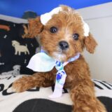 Airana Cavapoo 02