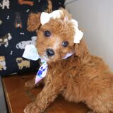 Airana Cavapoo 03
