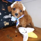 Airana Cavapoo 04