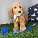 Alexander Standard Goldendoodle 01