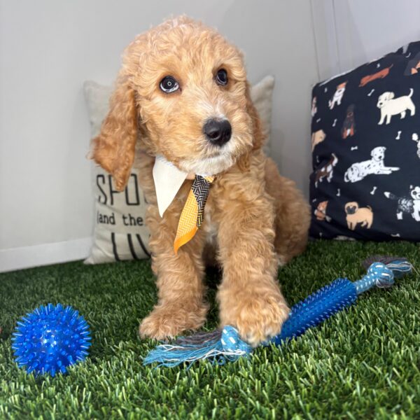 Alexander Standard Goldendoodle 01