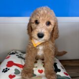 Alexander Standard Goldendoodle 02