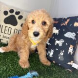 Alexander Standard Goldendoodle 04