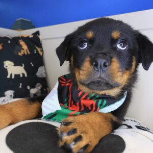 Allen Rottweiler 01 Allen Rottweiler 01